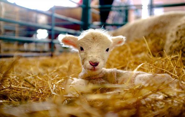 تصاویر : عکس‌های شگفت‌انگیز از مسابقه عکاسی نشنال جئوگرافیک