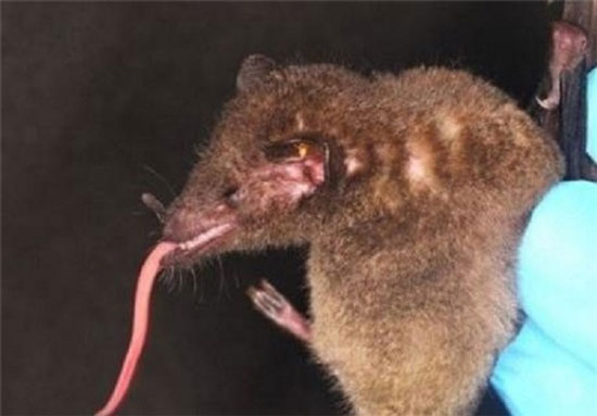 کشف نوعی خفاش کمیاب در بولیوی