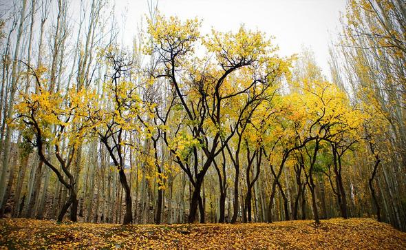 تصاویر : طبیعت پائیزی