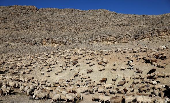 تصاویر : کوچ عشایر صحرا نشین خراسان شمالی