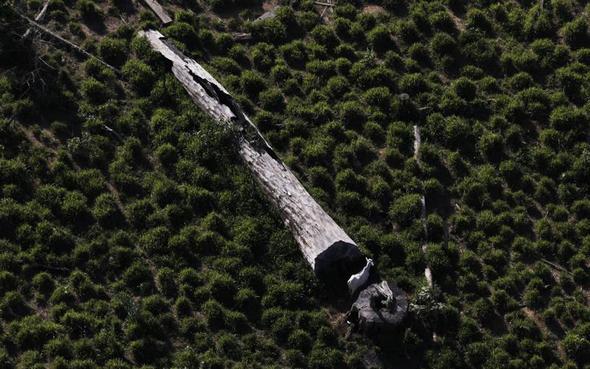 تصاویر : جنگلهای آمازون از نمای بالا