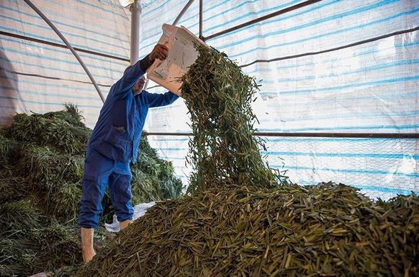 تصاویر : پخت آش 80 تنی بمناسبت ۲۸ صفر در  شیراز