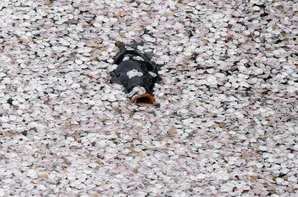 تصاویر : جشن شکوفه های گیلاس در ژاپن