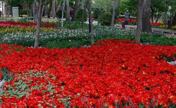 تصاویر : گل‌های زیبا در باغ ایرانی