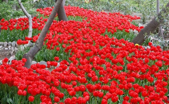 تصاویر : گل‌های زیبا در باغ ایرانی
