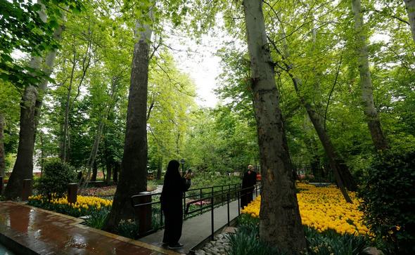 تصاویر : گل‌های زیبا در باغ ایرانی