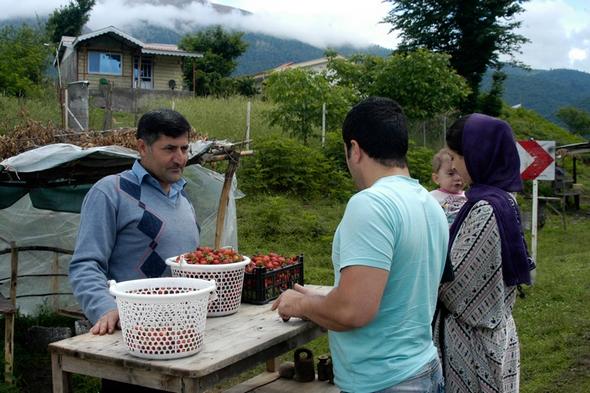 تصاویر : برداشت توت‌فرنگی در سی‌دشت‌ رودبار