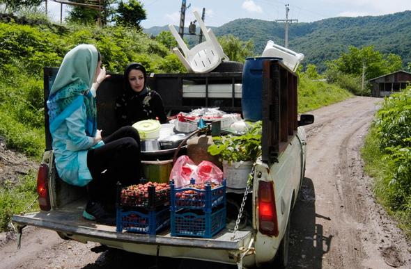 تصاویر : برداشت توت‌فرنگی در سی‌دشت‌ رودبار