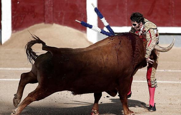 تصاویر : جدال ماتادور تک چشم با گاو زخمی‎