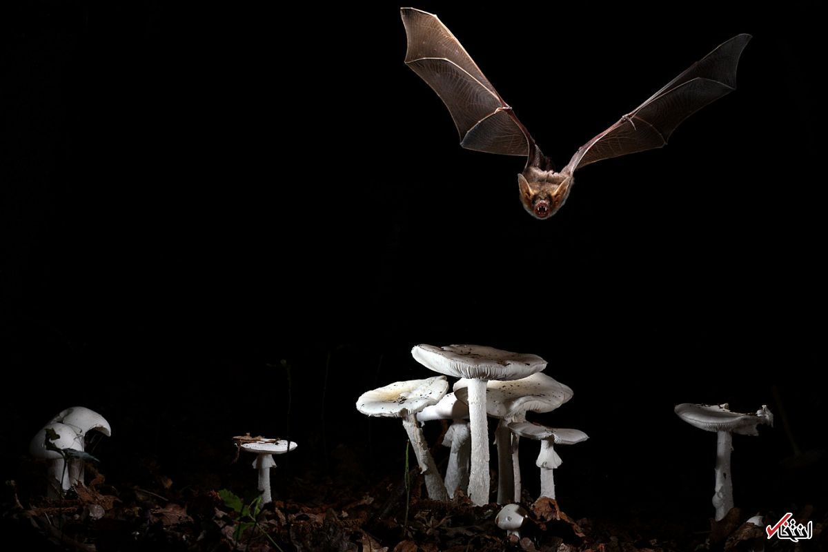تصاویر : دیدنی&zwnj;های امروز شنبه ۲۱ بهمن&zwnj;ماه
