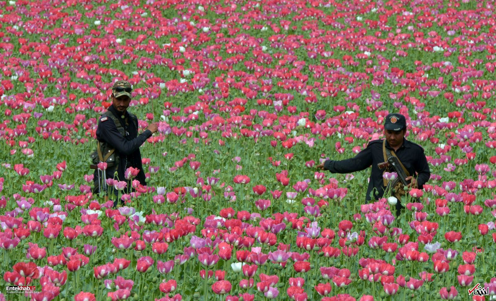 تصاویر : دیدنی&zwnj;های امروز جمعه ۱۷ فروردین&zwnj;ماه