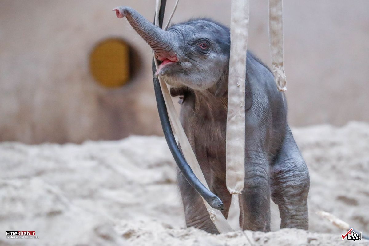 تصاویر : دیدنی&zwnj;های امروز پنج&zwnj;شنبه ۲۳ فروردین&zwnj;ماه