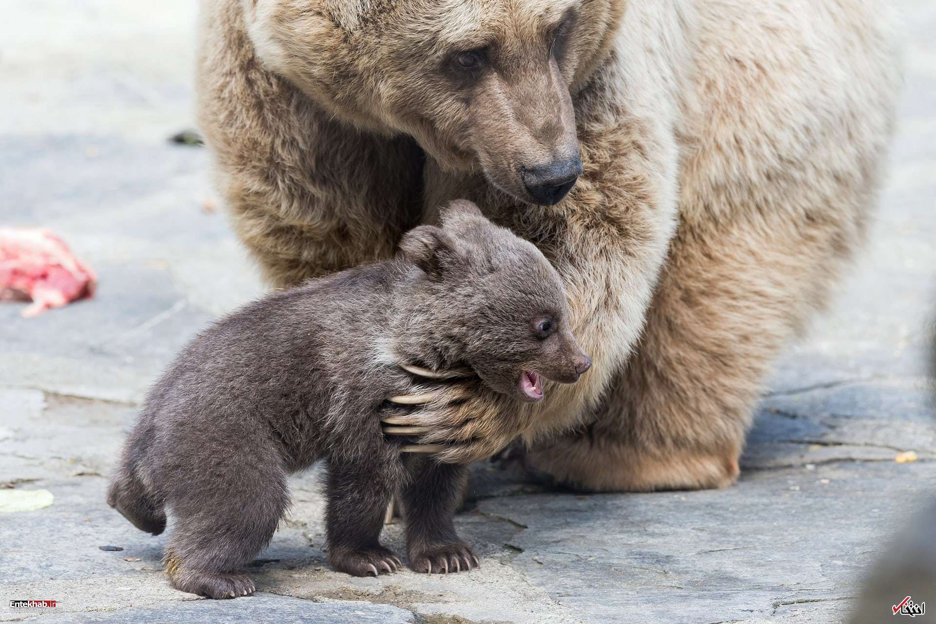 تصاویر : دیدنی&zwnj;های امروز پنج&zwnj;شنبه ۳۰ فروردین&zwnj;ماه