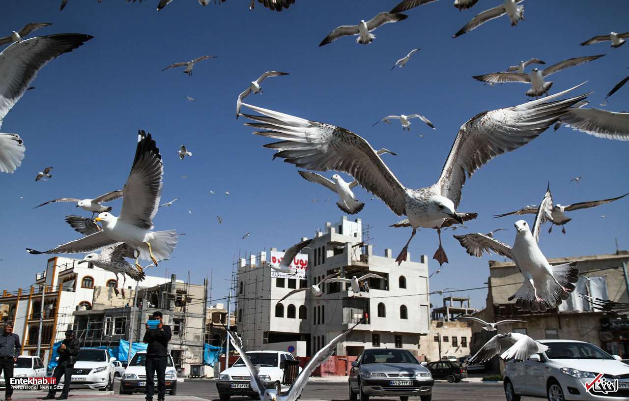 تصاویر روز : تصاویر روز :