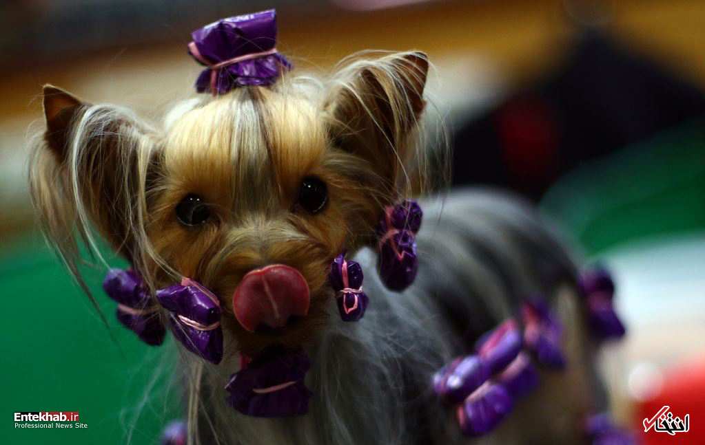 تصاویر : دیدنی&zwnj;های امروز سه شنبه ۲۱ اسفندماه