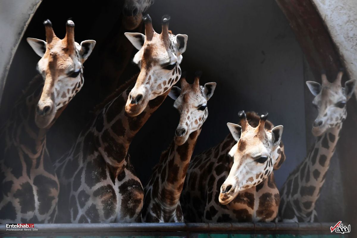 تصاویر : دیدنی&zwnj;های امروز جمعه ۱۸ خردادماه