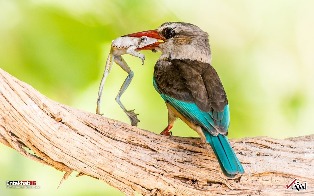 تصاویر : دیدنی&zwnj;های امروز یکشنبه ۲۰ خردادماه