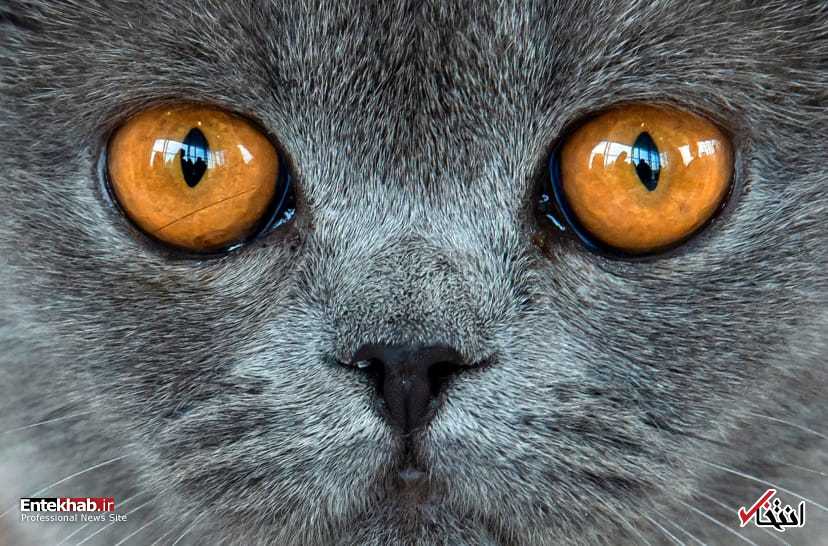 تصاویر : دیدنی&zwnj;های امروز سه شنبه ۲۹ خردادماه