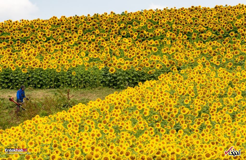 تصاویر : دیدنی&zwnj;های امروز پنج&zwnj;شنبه ۱۴ تیرماه