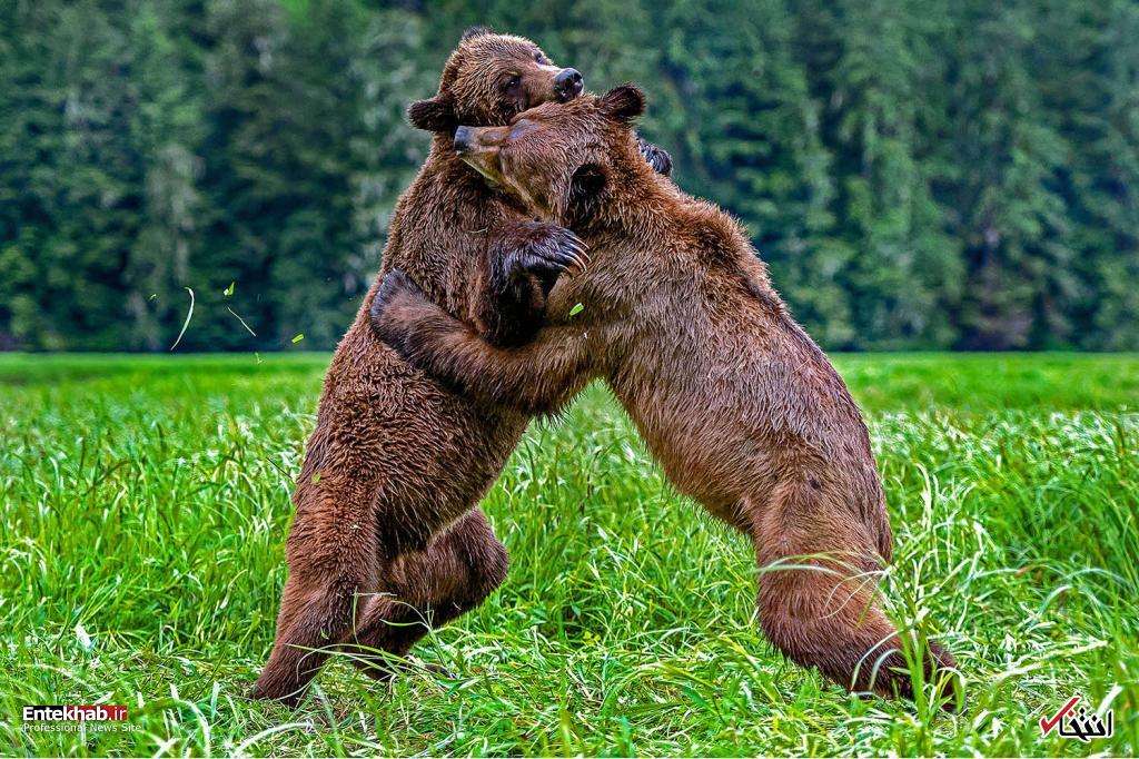 تصاویر : دیدنی&zwnj;های امروز پنج&zwnj;شنبه ۱۴ تیرماه