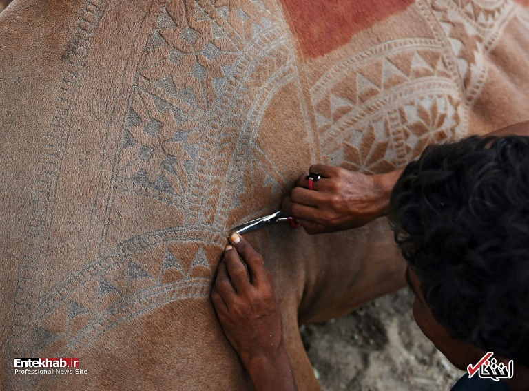 تصاویر : دیدنی&zwnj;های امروز یکشنبه ۲۱ مردادماه