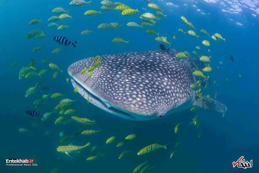 تصاویر : دیدنی&zwnj;های امروز یکشنبه ۲۱ مردادماه