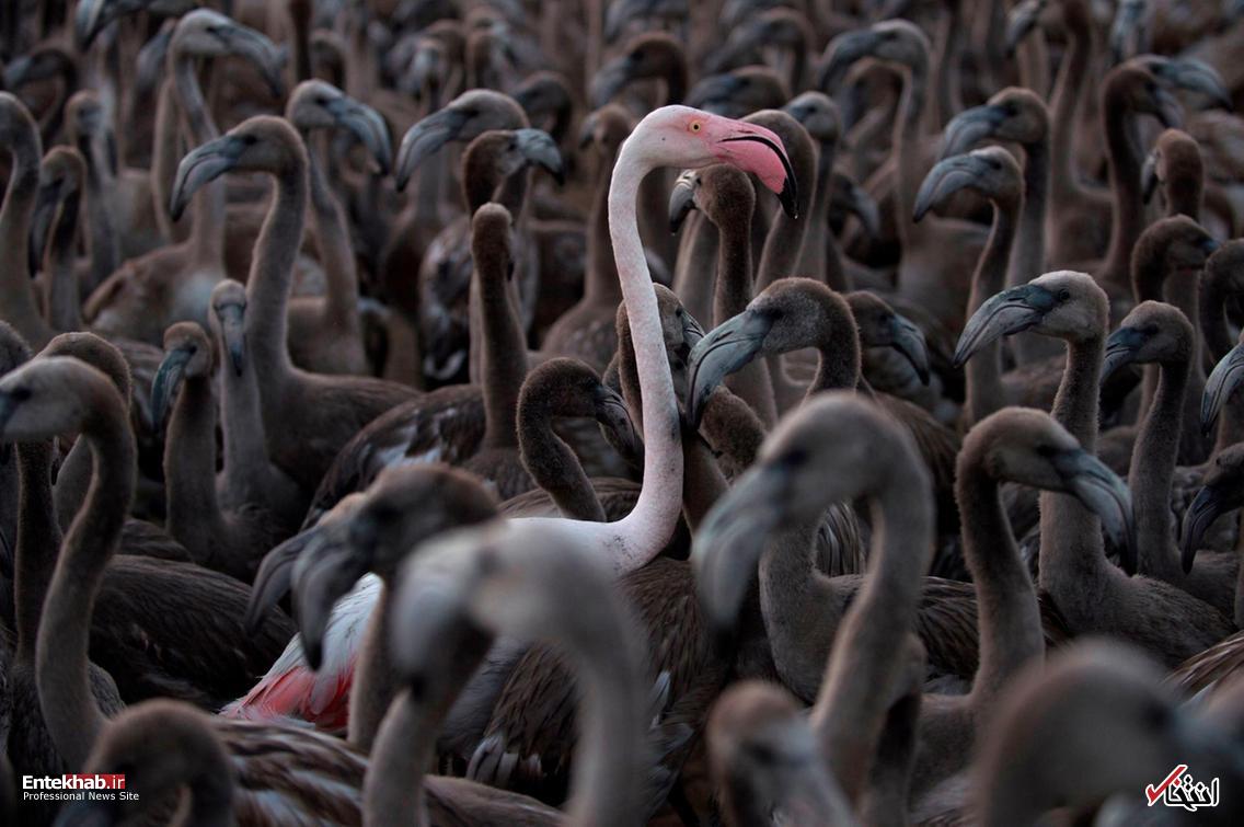 تصاویر : دیدنی&zwnj;های امروز یکشنبه ۲۱ مردادماه