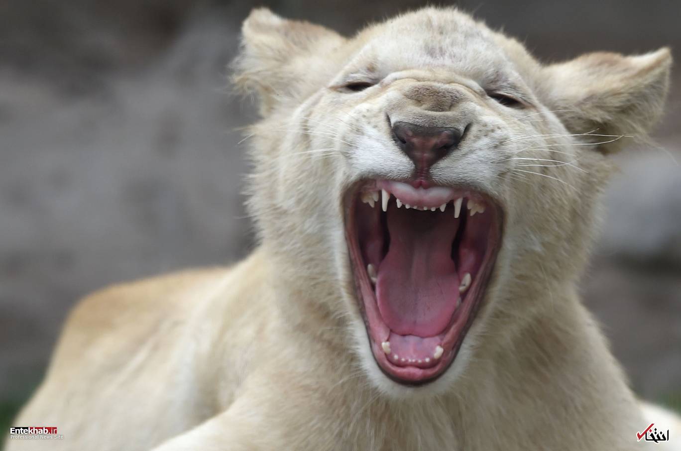 تصاویر : دیدنی&zwnj;های امروز یکشنبه ۲۱ مردادماه