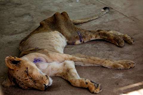 تصاویر : سوءتغذیه شیرها در باغ وحش سودان