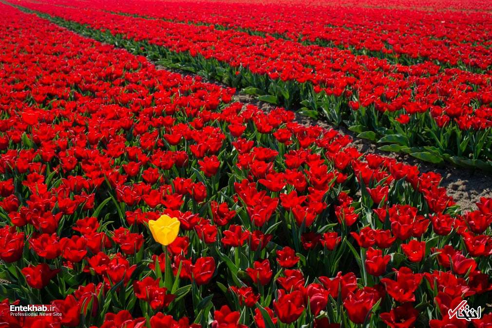تصاویر : دیدنی&zwnj;های امروز سه شنبه ۹ اردیبهشت ماه