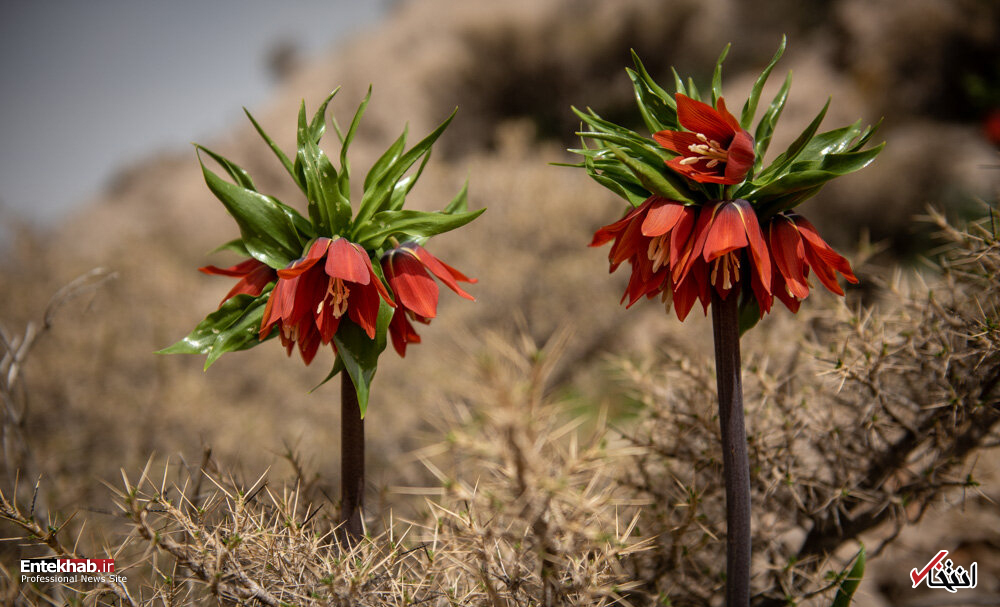 تصاویر روز :