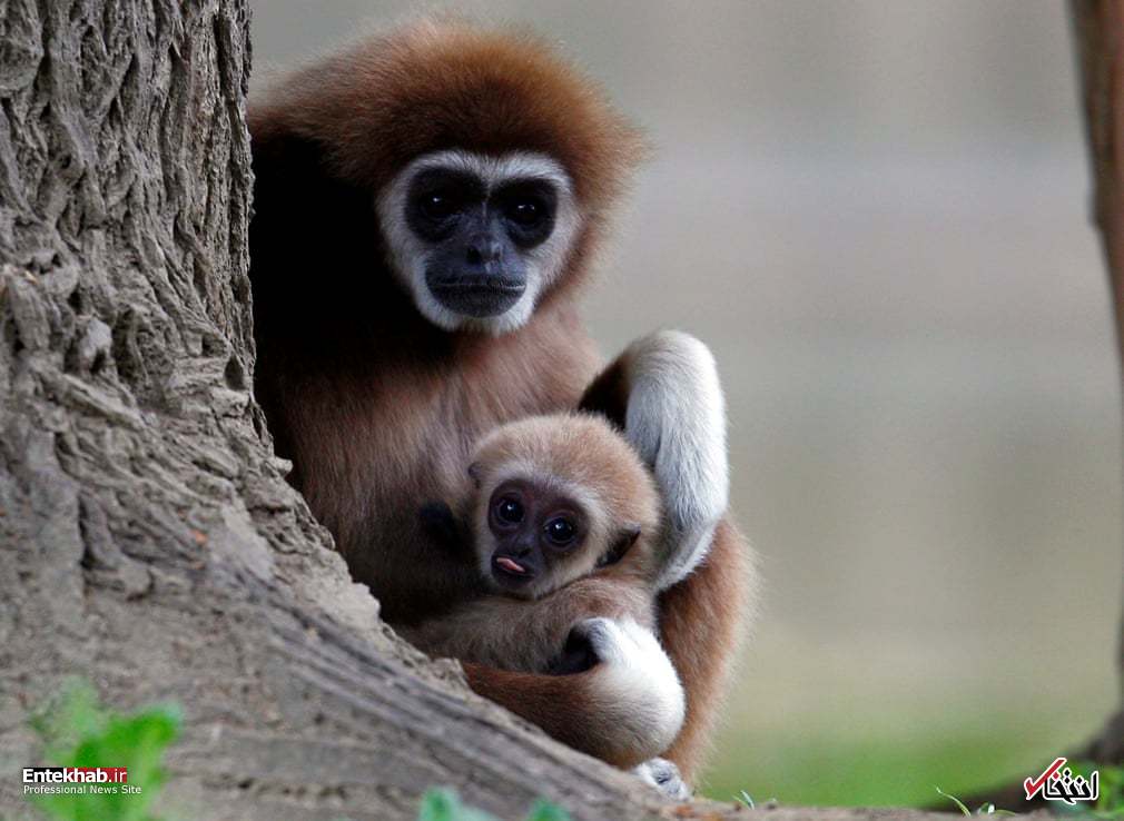 تصاویر : دیدنی&zwnj;های امروز شنبه ۲۱ اردیبهشت ماه