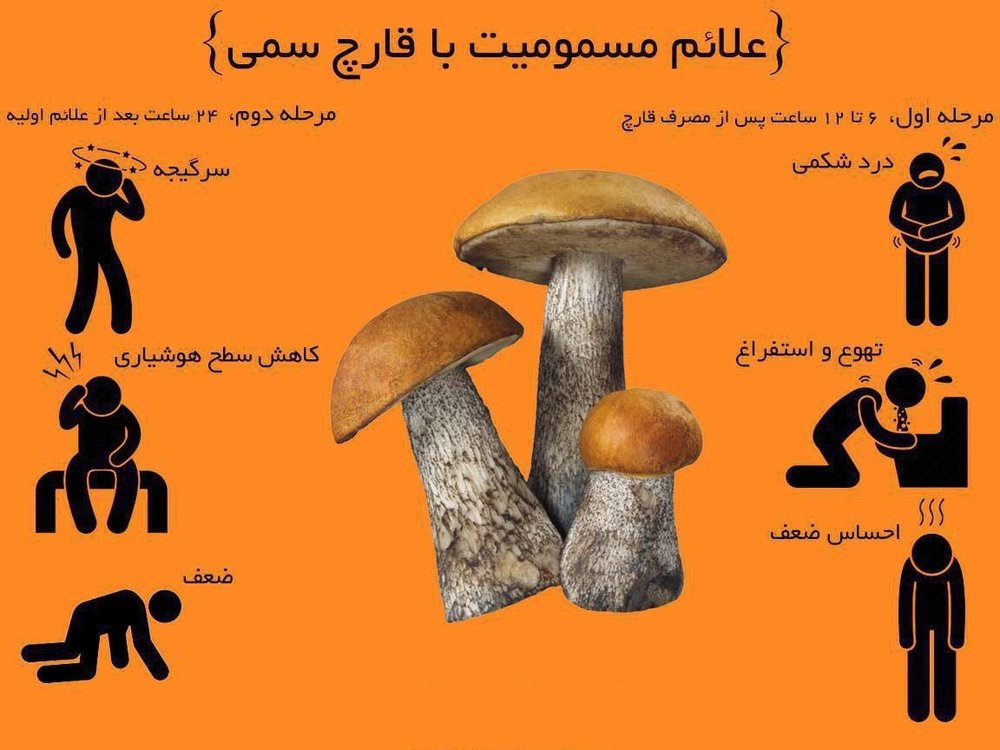 مسمومیت ناشی از مصرف قارچهای سمی جدی است / توصیههای وزارت بهداشت مسمومیت ناشی از مصرف قارچهای سمی جدی است / توصیههای وزارت بهداشت