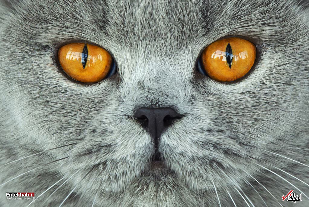 تصاویر : دیدنی&zwnj;های امروز دوشنبه ۱۳ خردادماه