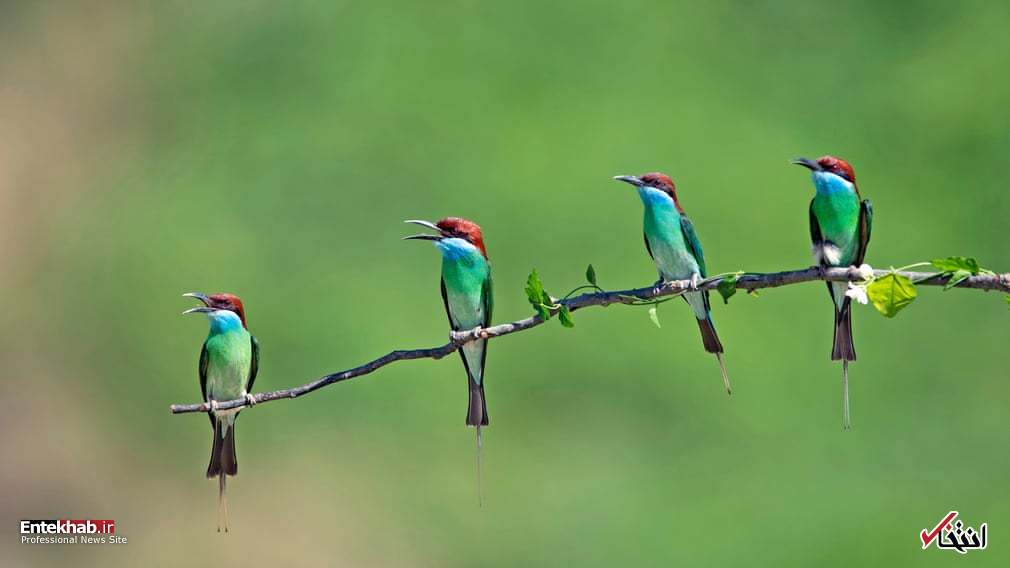 تصاویر : دیدنی&zwnj;های امروز سه شنبه ۲۸ خردادماه