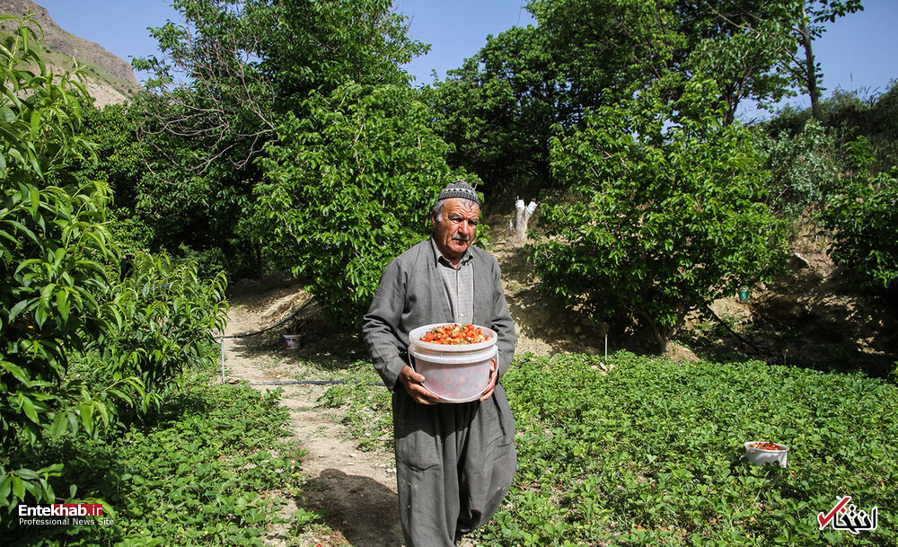 تصاویر روز : تصاویر روز :