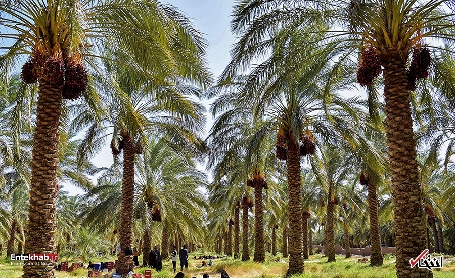 تصاویر روز :