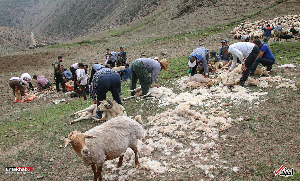 تصاویر روز : تصاویر روز :