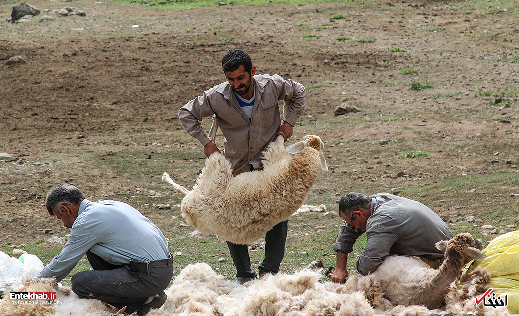 تصاویر روز : تصاویر روز :