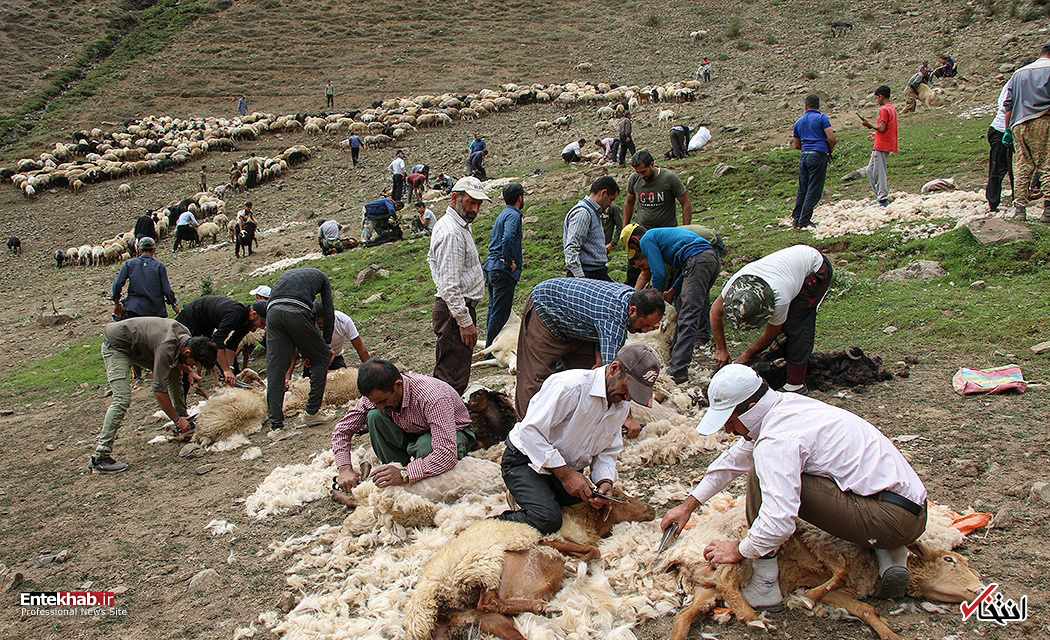 تصاویر روز : تصاویر روز :