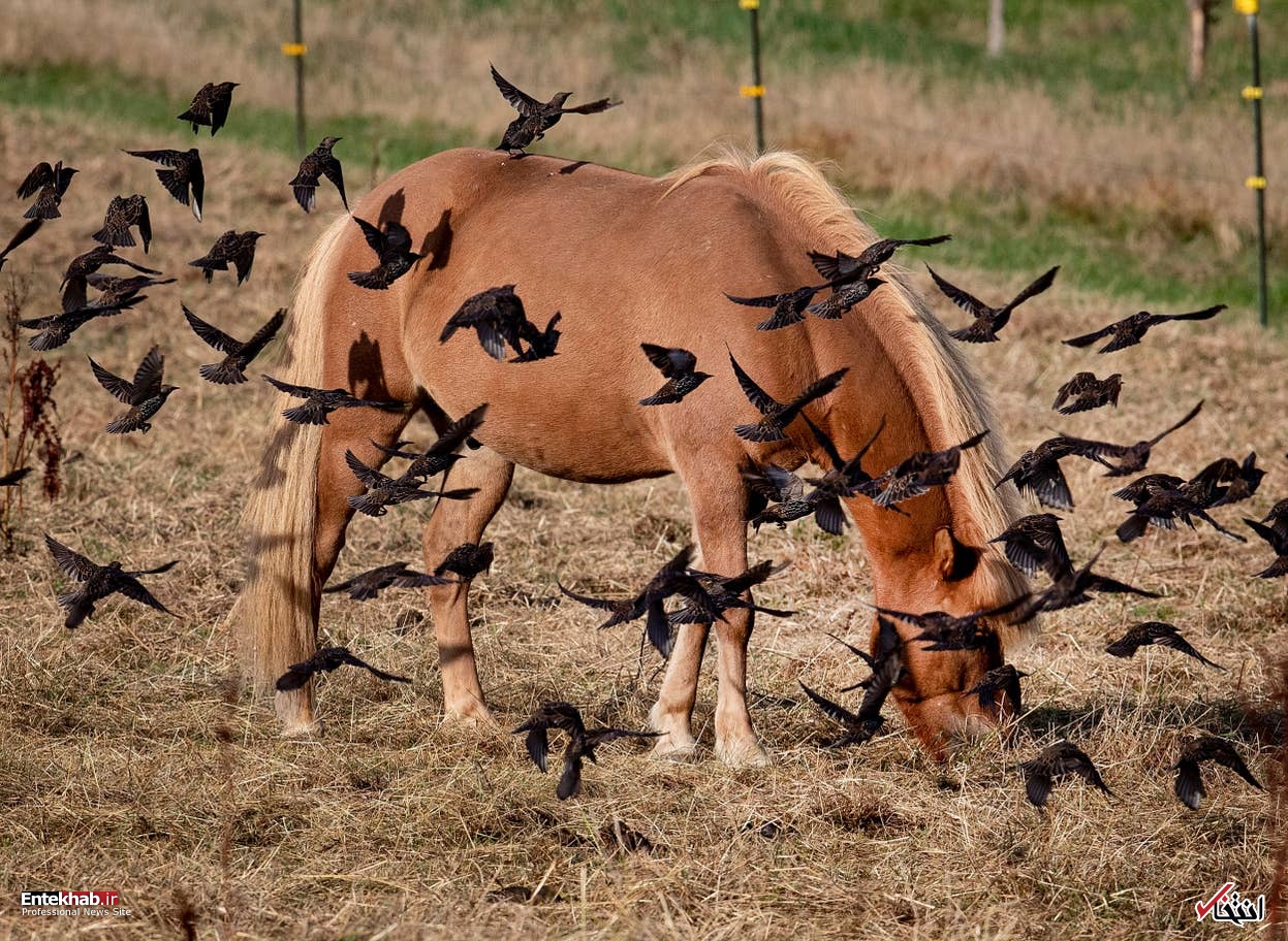 تصاویر : دیدنی&zwnj;های امروز شنبه ۱۶ شهریورماه