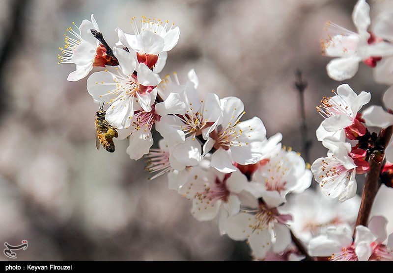 تصاویر: صدای پای بهار