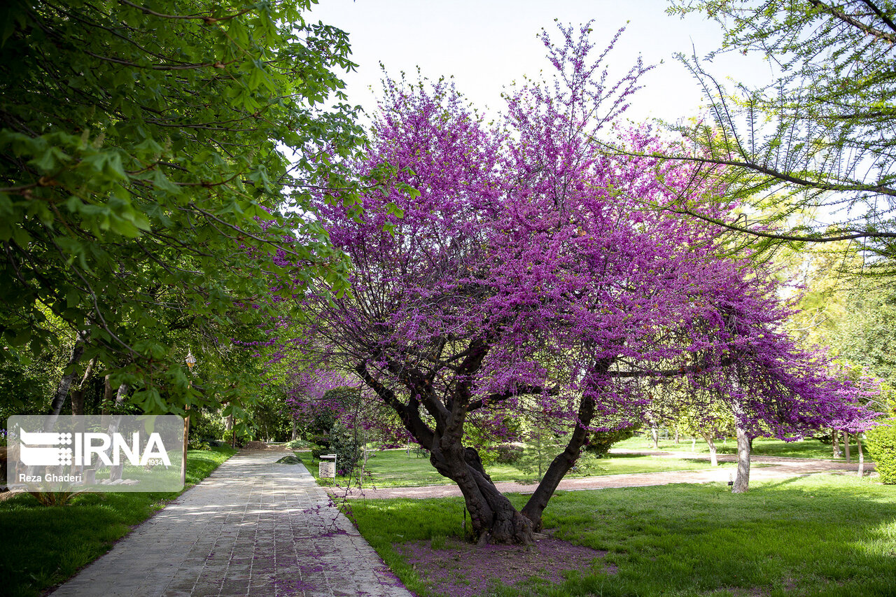 تصاویر: بهار کرونایی در باغ ارم شیراز