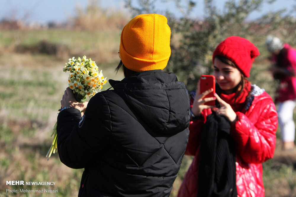 مزرعه گل نرگس در گلستان