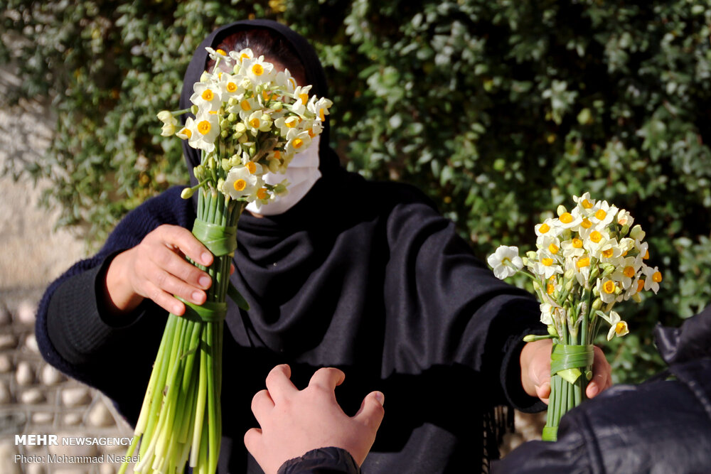 مزرعه گل نرگس در گلستان
