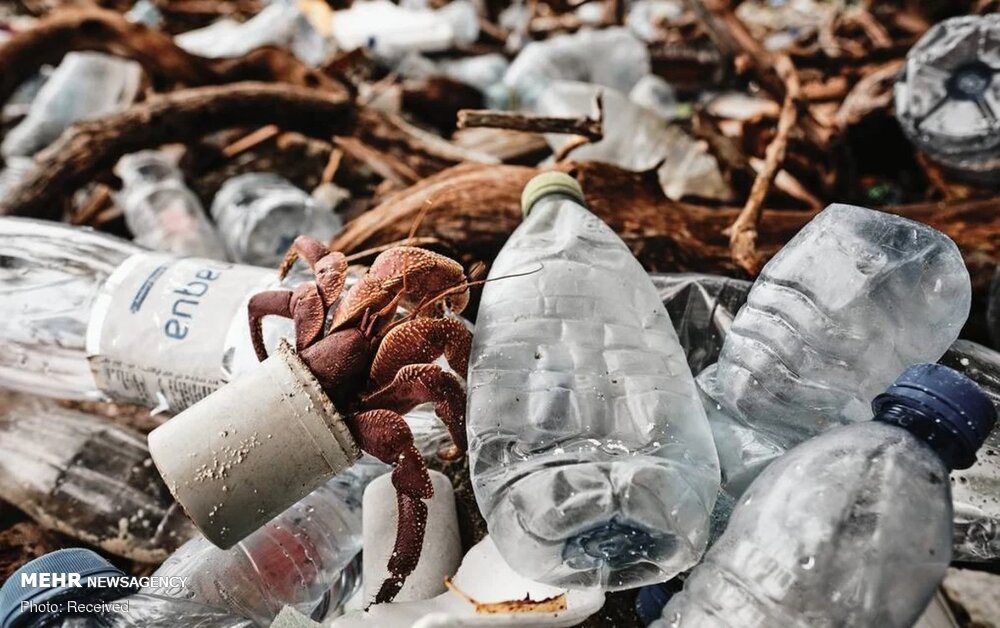 تصاویر: برندگان مسابقه جوایز عکاسی اقیانوس ۲۰۲۰
