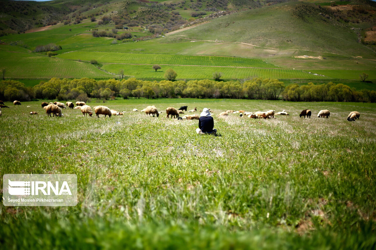 تصاویر: بهار طبیعت در دامنه کوه شاهو&lrm; (کردستان)