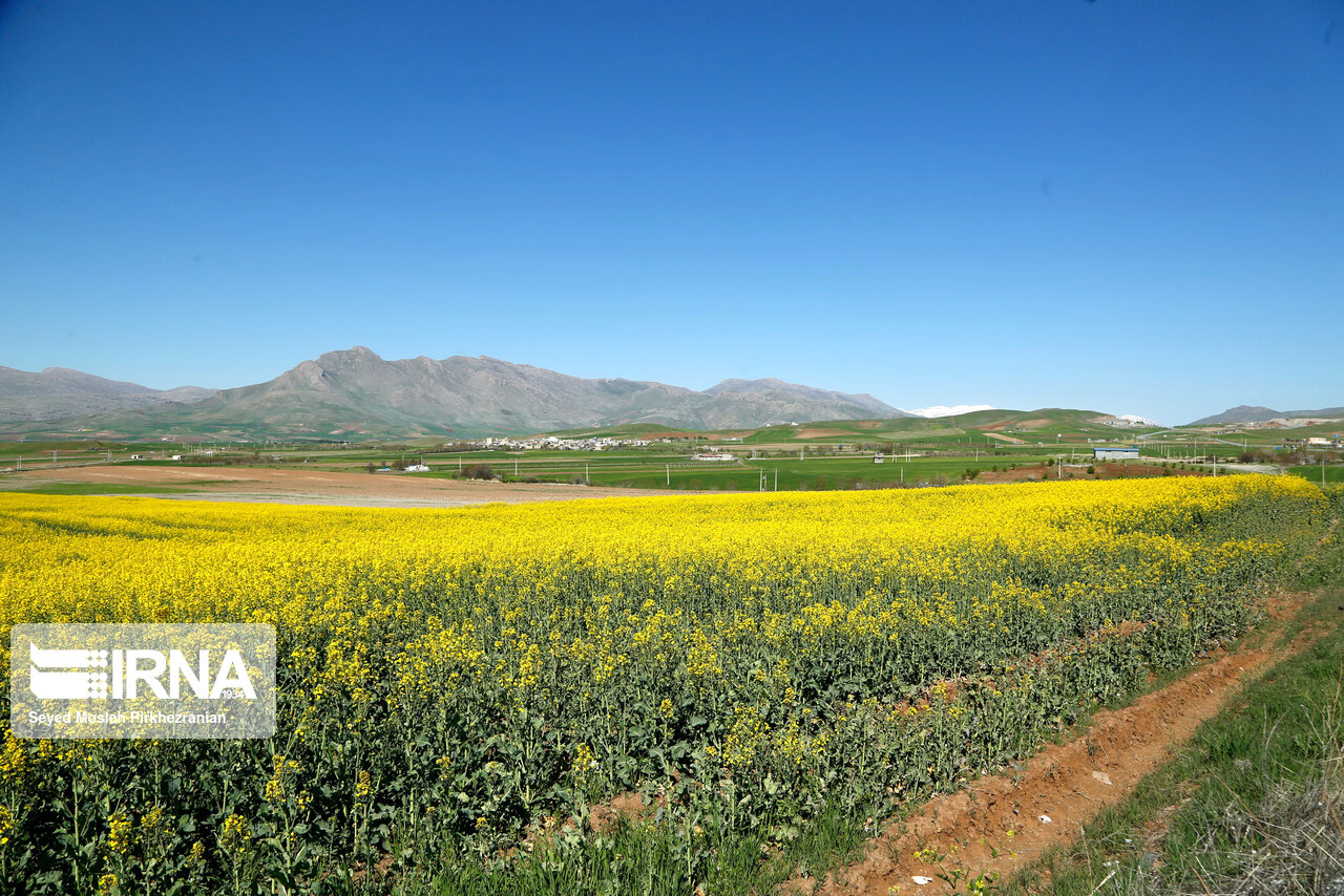 تصاویر: بهار طبیعت در دامنه کوه شاهو&lrm; (کردستان)