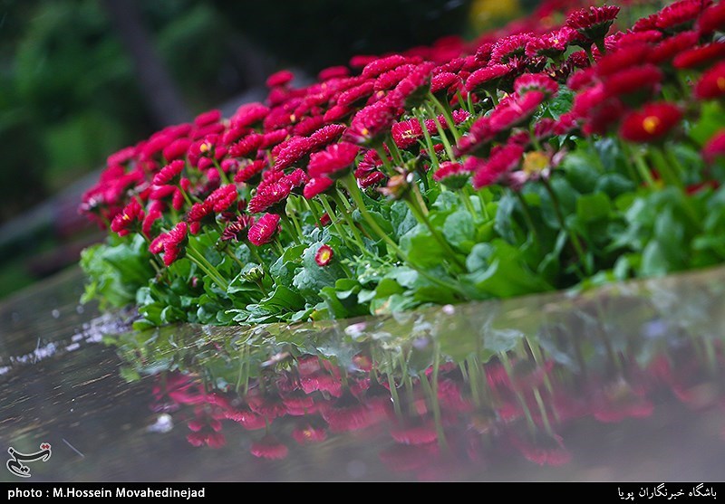 تصاویر: حال و هوای بهاری در تهران