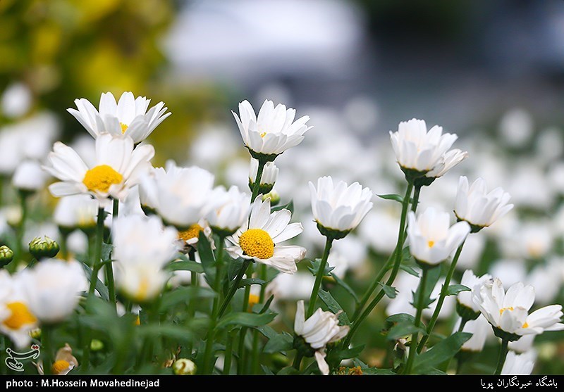 تصاویر: حال و هوای بهاری در تهران